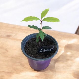 Planta Laurel - 6 meses (Laurus nobilis)