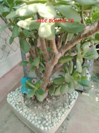 Planta Jade