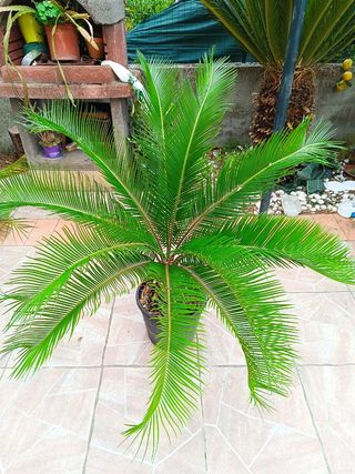 Cycas revoluta - Pianta adulta