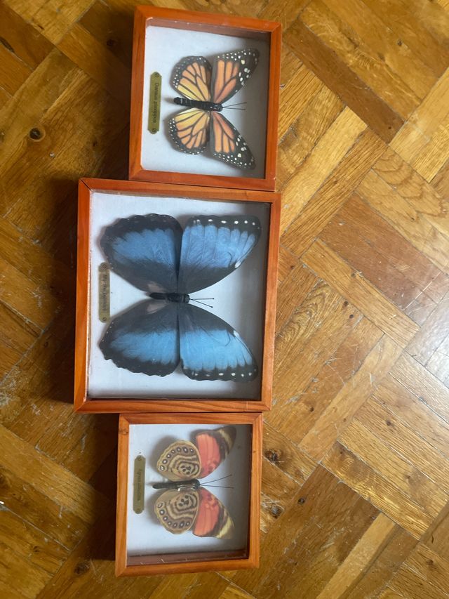 3 Quadretti Farfalle di carta