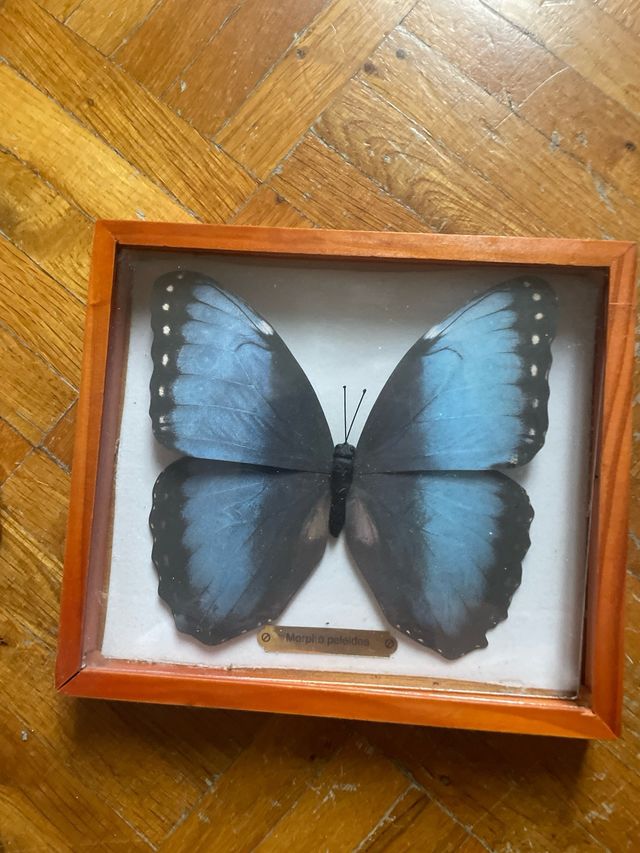 3 Quadretti Farfalle di carta