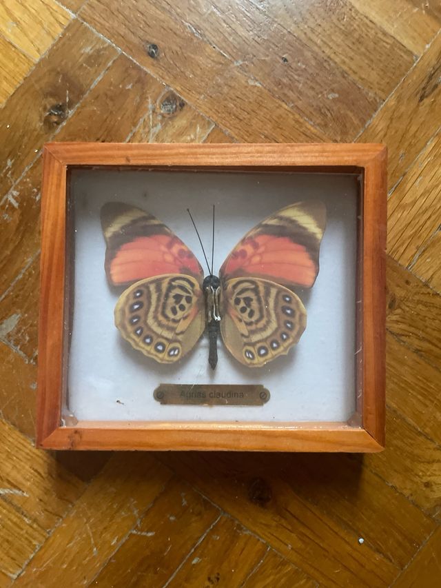 3 Quadretti Farfalle di carta