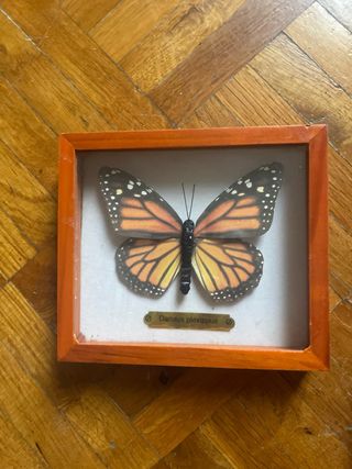 3 Quadretti Farfalle di carta