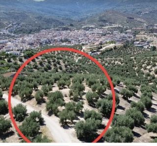 Parcela con olivos - Suelo