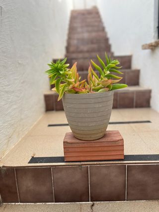 Plantas Crassula
