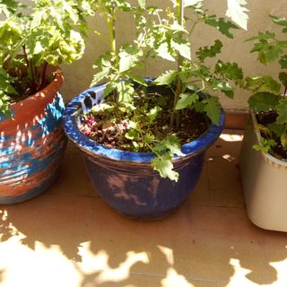 Maceta azul terracota
