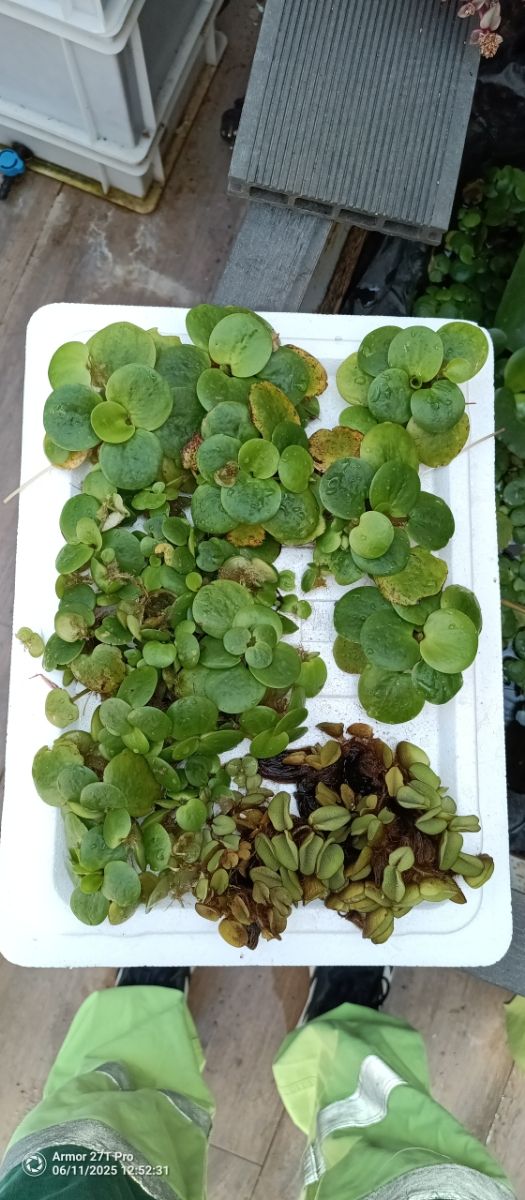 Plantas Acuario/Estanque