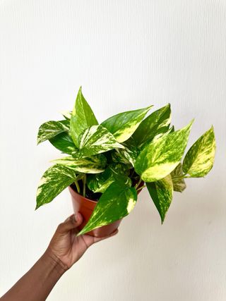 Potho Golden - Planta Grande