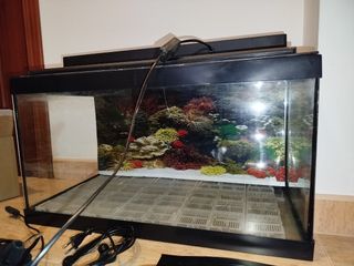 Acuario 80L -pecera usada