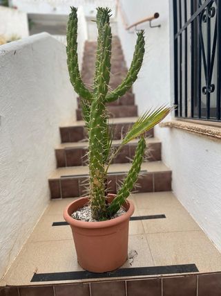 Cactus grande en maceta