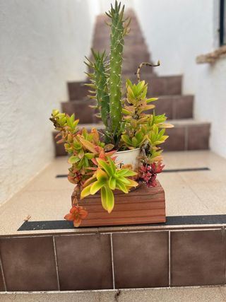 Cactus y suculentas crassula con maceta