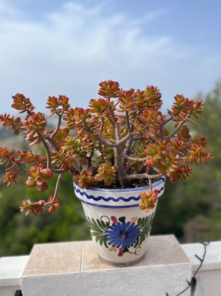 Planta Jade (Crassula ovata) - Bonita maceta