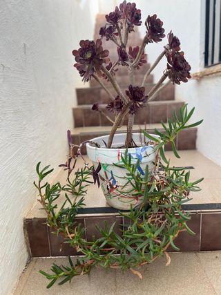 Suculentas Aeonium Rosas negras - Planta