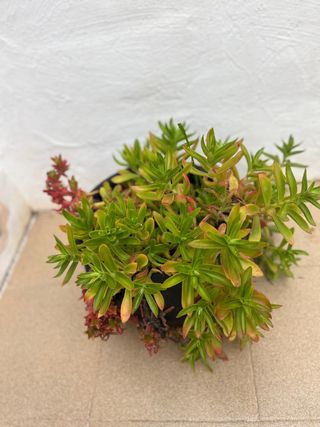 Crassula Capitella 'Campfire Plants