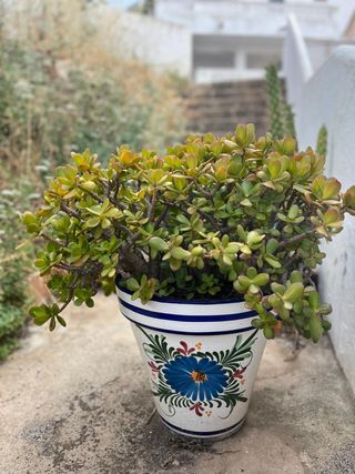 Planta Jade - Maceta Decorada