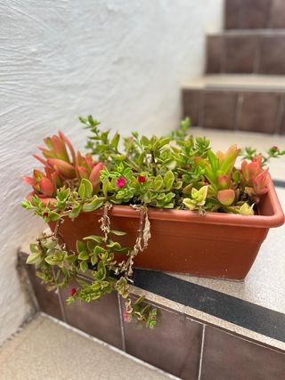 Planta suculenta Aptenia cordifolia