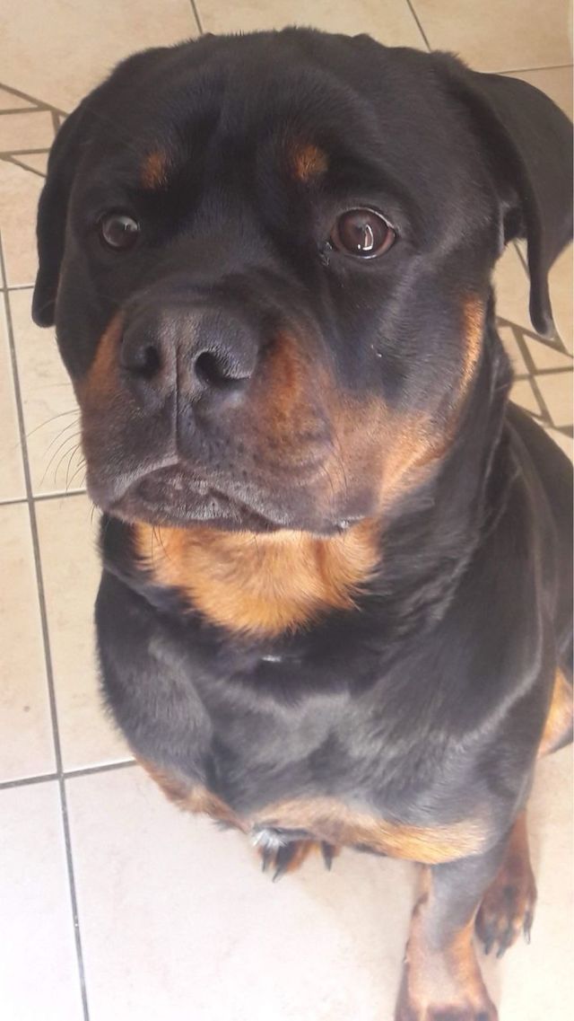 Cuidadora de animales en malaga!