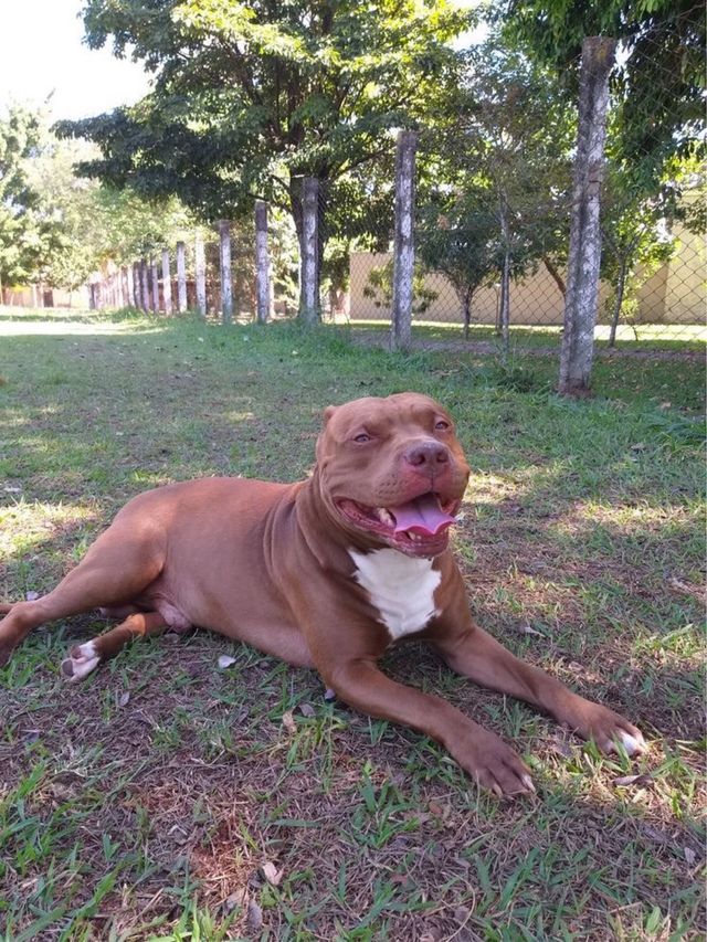 Cuidadora de animales en malaga!