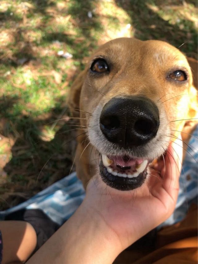 Cuidadora de animales en malaga!