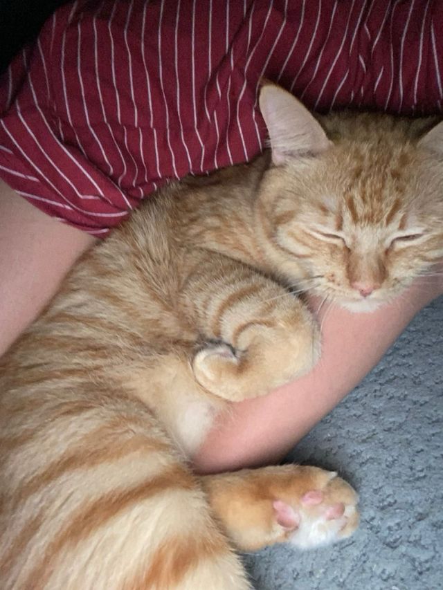 Cuidadora de animales en malaga!