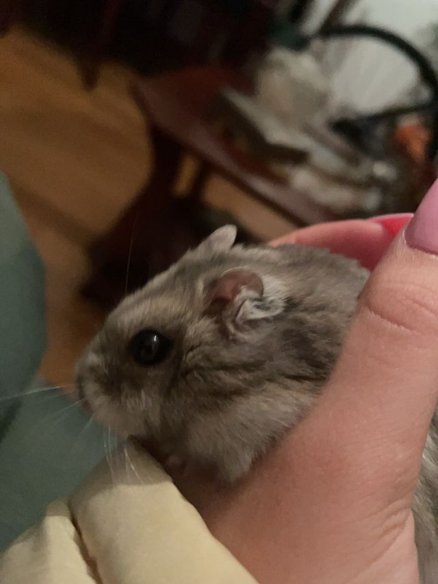 Cuidadora de animales en malaga!