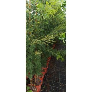 Mimosa - Planta alta