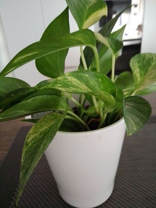 Planta Potus