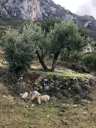 Servicio de mantenimiento y desbroce de terrenos