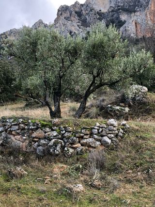 Servicio de mantenimiento y desbroce de terrenos