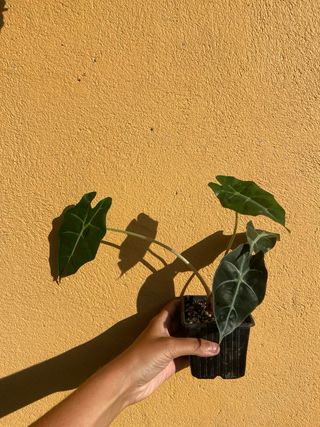 Alocasias Amazónicas