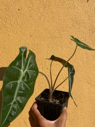 Alocasias Amazónicas