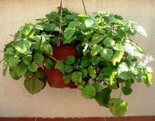 Planta del Dinero gigante