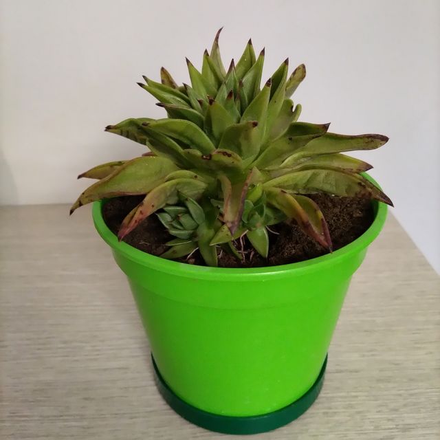 Pianta grassa Echeveria