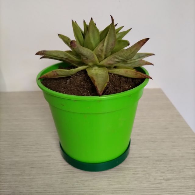 Pianta grassa Echeveria