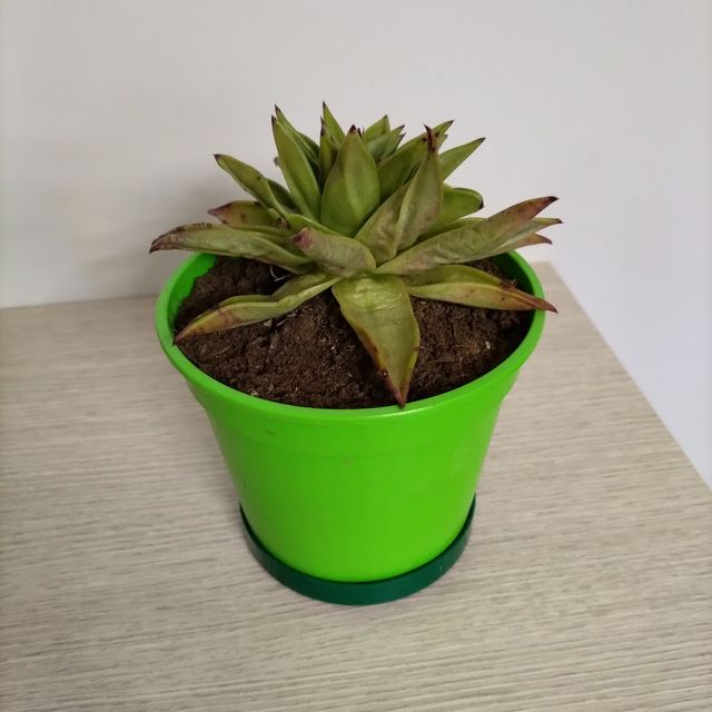 Pianta grassa Echeveria