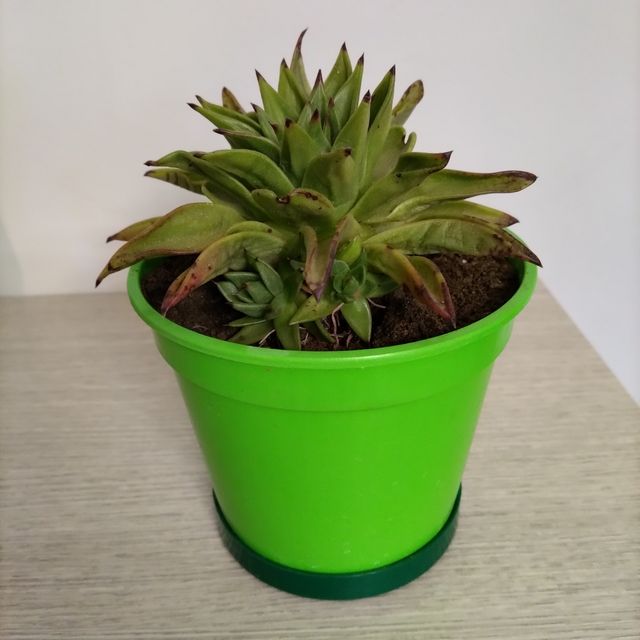 Pianta grassa Echeveria