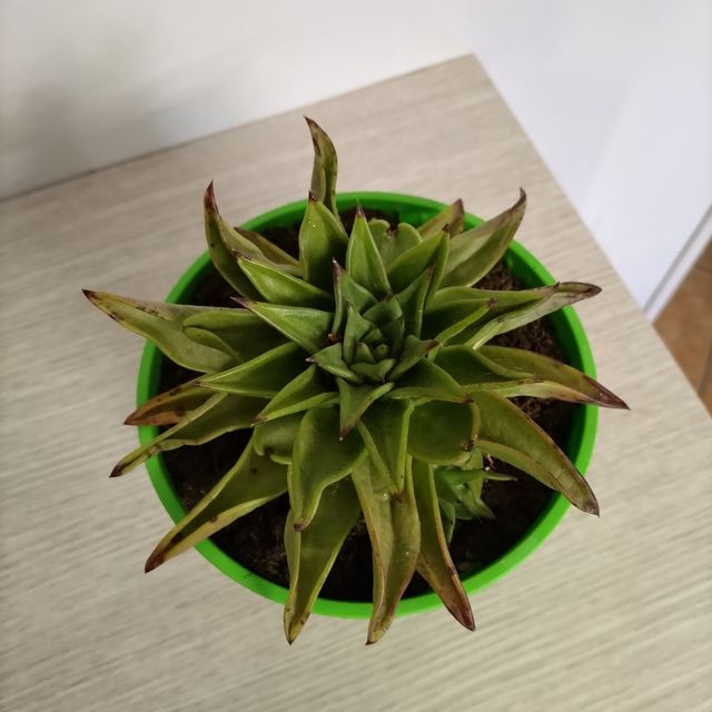 Pianta grassa Echeveria