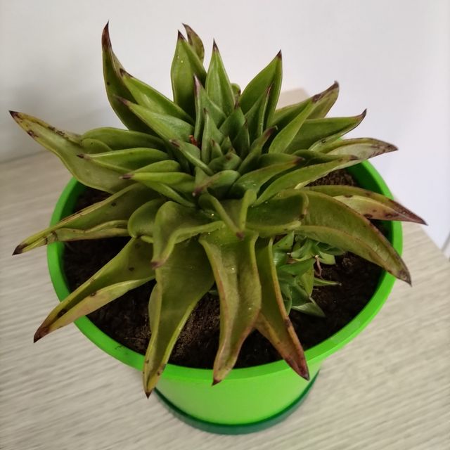 Pianta grassa Echeveria