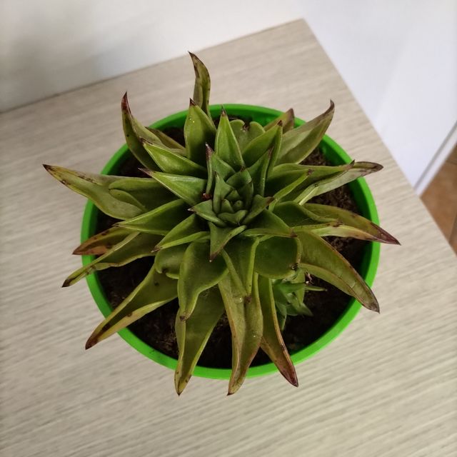Pianta grassa Echeveria