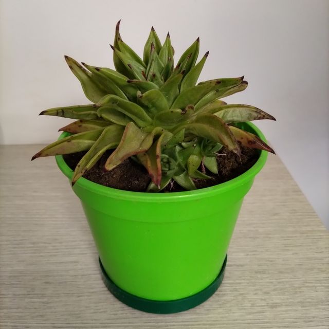 Pianta grassa Echeveria