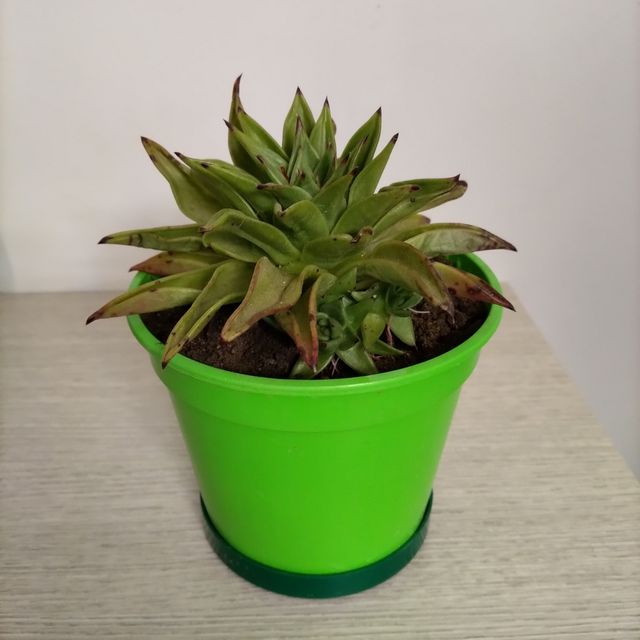 Pianta grassa Echeveria