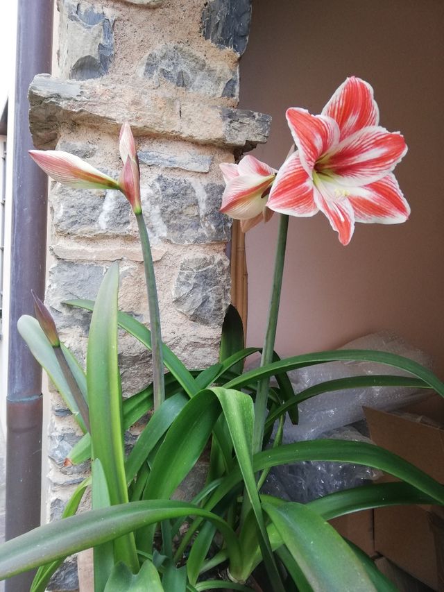 Giglio Amaryllis 5 bulbi piccoli