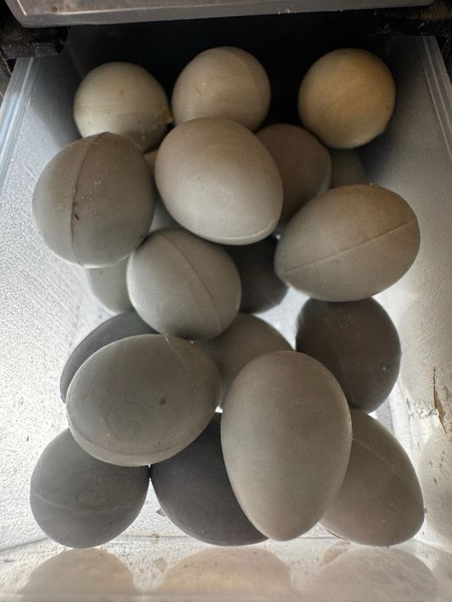 Incubadora y jaula canarios