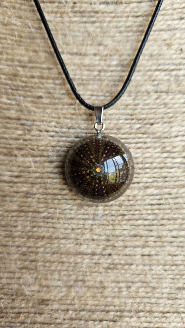 Colgante erizo mar resina