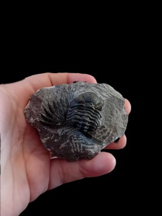 Trilobites fósil