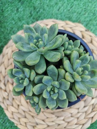 Echeveria Viena - Suculenta