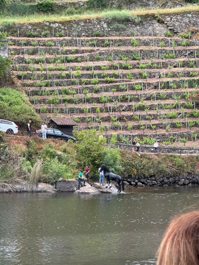 Bodega Ribeiro Sacra, Chantada 610056774