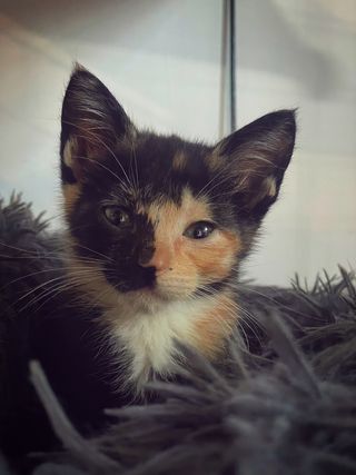 Gatocanguro a domicilio