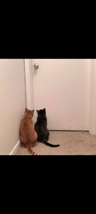 Gatocanguro a domicilio