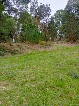 Finca en La Palma del Condado